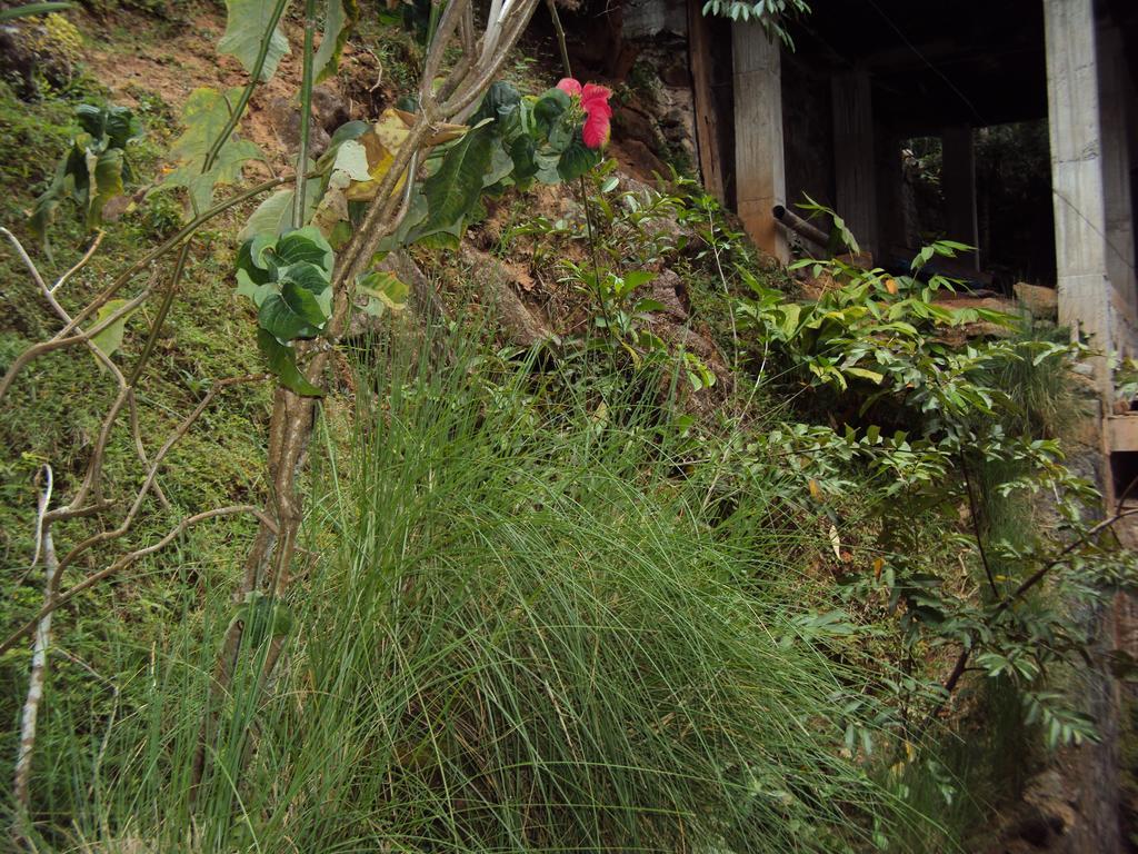Araliya Home Stay Kandy Esterno foto